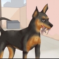 Prendersi cura di un pinscher in miniatura
