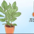 Prendersi cura di un ficus
