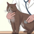Prendersi cura di un gatto con felv