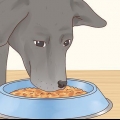 Prendersi cura di un labrador retriever