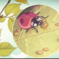 Prendersi cura di una coccinella