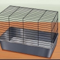 Prendersi cura di un criceto nano russo