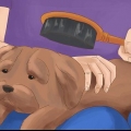 Prendersi cura di uno shih tzu