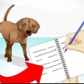 Prendersi cura di un cane malato