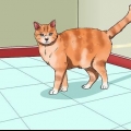 Impedire al tuo gatto di fare pipì in casa