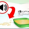 Impedire al tuo gatto di fare pipì in luoghi dove non è consentito