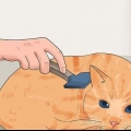 Impedire ai gatti di perdere pelo