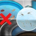 Impedire la riproduzione delle zanzare