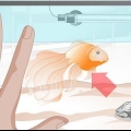 Curare l'idropisia nel pesce rosso