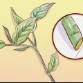 Weigela di potatura