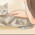Sapere se il tuo gatto sta morendo