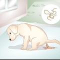 Sapere se il tuo cucciolo ha i vermi