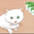 Sapere quando un gattino è abbastanza grande per essere sterilizzato o sterilizzato