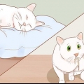 Sapere quando il tuo gatto è malato