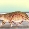 Diagnosi di vermi in un gatto