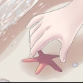 Tieni le stelle marine come decorazione