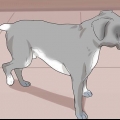 Vedi se un cane sta soffrendo