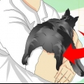 Controlla se un gatto è stato castrato