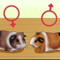 Controlla se la tua cavia è incinta