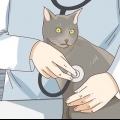 Controlla se il tuo gatto è depresso