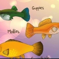 Controlla se il tuo pesce è incinta