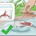 Conservazione dei gamberi d'acqua dolce