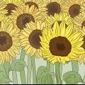 Essiccare i girasoli