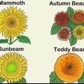Girasoli in crescita