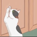 Fare in modo che un gatto smetta di graffiare la porta