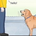 Assicurati che i cani non abbaiano alle persone