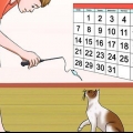 Impedisci al tuo gatto di attaccarti