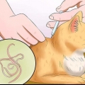 Impedisci al tuo gatto di vomitare