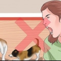 Fai smettere di litigare i tuoi due cani