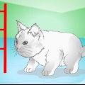 Fare in modo che i gattini smettano di miagolare
