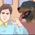 Prendersi cura di un cucciolo di rottweiler