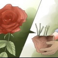 Elimina le macchie nere sulle rose