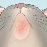 Trattare l'acne nei gatti