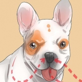 Diagnosi di problemi respiratori in un bulldog francese