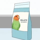 Nutrire i piccioncini
