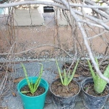 Piante di aloe vera