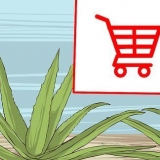 Coltivare e utilizzare l'aloe vera per scopi medicinali