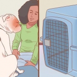 Fare gite in macchina con il tuo cane