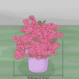 Potatura delle azalee