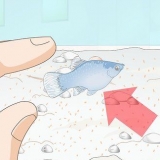 Prendersi cura del pesce plastilina
