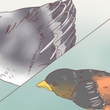 Identificazione degli uccellini