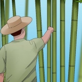 La cura del bambù