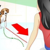 Capire cosa vuole il tuo cane