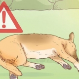Tratta il colpo di calore nei cani