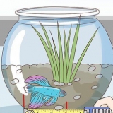 Determinare quanti anni ha un pesce betta