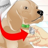 Determinare se un cane ha un chip